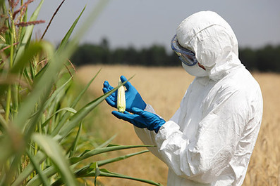 Les OGM arrivent en Russie | Questions de développement ... | Scoop.it
