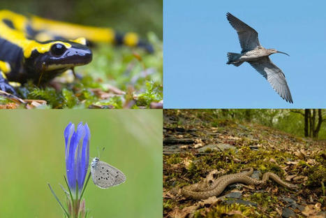 "C'est un déclin généralisé". Sternes de Dougall, hirondelles, reptiles. Quelles sont les espèces menacées en Bretagne | Biodiversité | Scoop.it