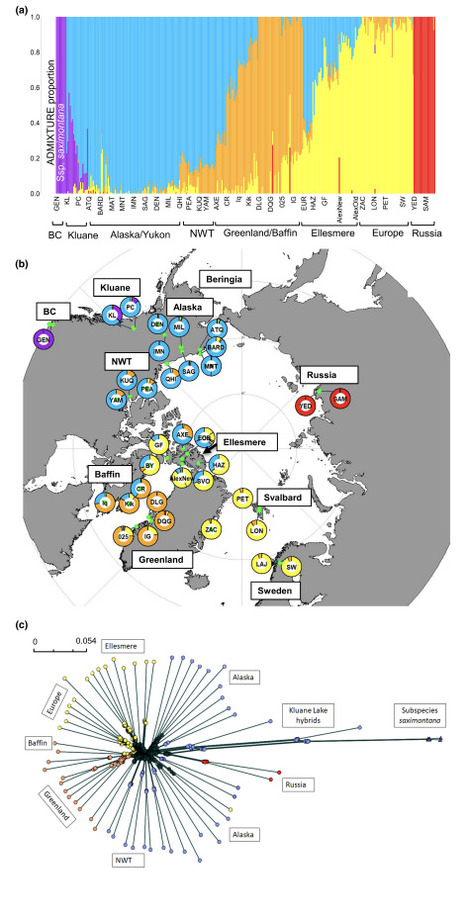 Original Paper in J Biogeogr • Maire Collaboration 2024 • Multiple Pleistocene refugia for Arctic Bell-Heather revealed with genomic analyses of modern and historic plants | Collaborations | Scoop.it