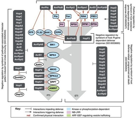 Trends in Microbiology: Pseudomonas syringae type III effector repertoires: last words in endless arguments | Plants and Microbes | Scoop.it