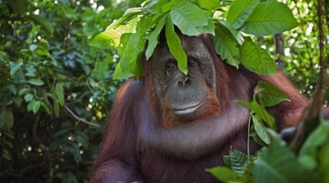 Indonésie : Les populations d’orangs-outans menacées par les incendies de forêt et la fumée | GREENEYES | Scoop.it