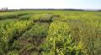 Site web Semae Semeurtime.com des métiers de la filière semences agricoles - Terre-net | Pour innover en agriculture | Scoop.it