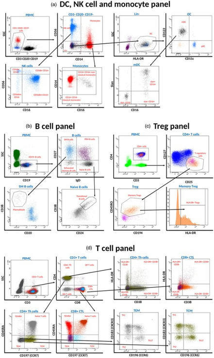 study of 51 subtypes of peripheral blood immune cells in newly diagnosed young type 1 diabetes patients | Clinical and Experimental Immunology | Oxford Academic | AUTOIMMUNITY | Scoop.it