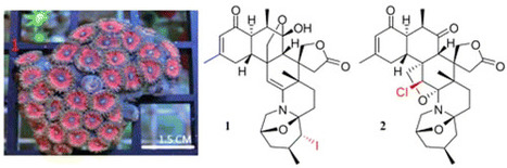 Zoanthamine-Type Alkaloids from the Zoanthid Zoanthus kuroshio Collected in Taiwan and Their Effects on Inflammation | Natural Products Chemistry Breaking News | Scoop.it