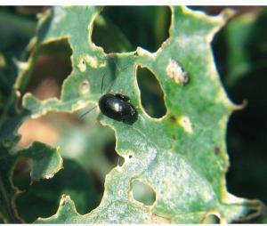 Les insectes d&rsquo;automne passent &agrave; l&rsquo;offensive sur colza | EntomoNews | Scoop.it