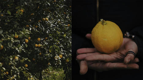 ITALIE : En Calabre, à la découverte de la bergamote, ce fruit aux vertus méconnues | CIHEAM Press Review | Scoop.it