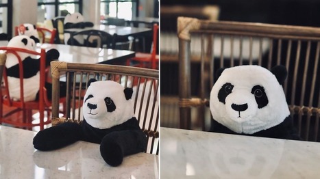 Ce restaurant utilise des peluches pour marquer la distanciation tout en tenant compagnie aux clients | H&eacute;bergement + resort + restauration | Scoop.it