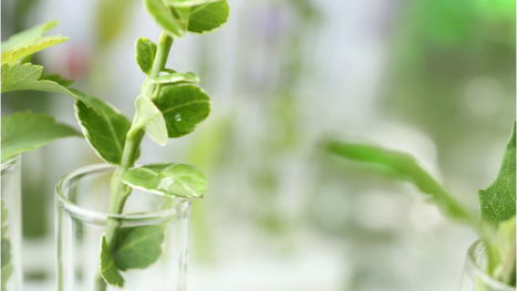 What is genetic engineering? | INNOVATIONS | Scoop.it