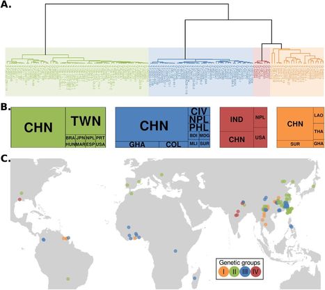 bioRxiv: Recently expanded clonal lineages of the rice blast fungus display distinct patterns of presence/absence of effector genes (2020) | Plant Pathogenomics | Scoop.it