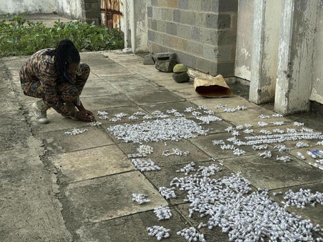 « Nous traitons cette affaire avec le même sérieux que le braconnage des éléphants » : deux Belges de 18 ans poursuivis au Kenya après avoir capturé des milliers de fourmis | Variétés entomologiques | Scoop.it