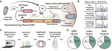 Phage-Assisted Evolution of Allosteric Protein Switches | Brvsb | RMH | Scoop.it