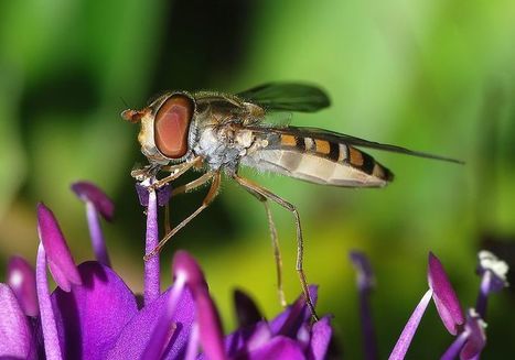 Suivi photographique des insectes pollinisateurs (Spipoll) : l’hiver, saison des diptères ? | EntomoNews | Scoop.it