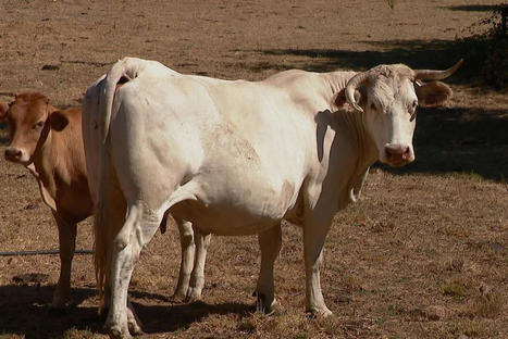 Des éleveurs sacrifient leur bétail par manque de nourriture | Actualité Bétail | Scoop.it