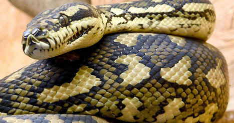 Pas un, mais deux clitoris d&eacute;couverts chez les serpents femelles | EntomoScience | Scoop.it