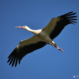 Cigogne blanche (Ciconia ciconia) | Camargue Nature | Scoop.it