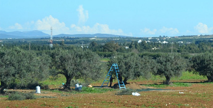 La Tunisie va récolter trois fois plus d'olives qu'en 2016-2017 | CIHEAM Press Review | Scoop.it