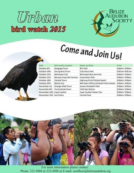 Urban Bird Watch 2015 | Cayo Scoop!  The Ecology of Cayo Culture | Scoop.it