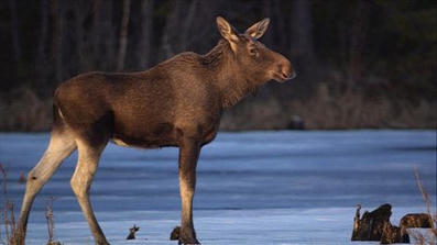 Suuri hirvivaellus 2026 ker&auml;&auml; ylistyst&auml; sosiaalisessa mediassa | 1Uutiset - Lukemisen t&auml;hden | Scoop.it