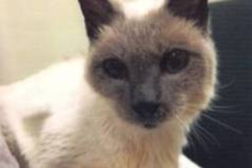 Staying active is key to longevity of world&rsquo;s oldest living cat: owner | The Health Report | Scoop.it