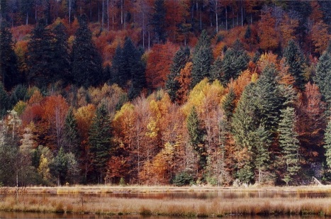 Les &Eacute;chos d&rsquo;Ecofor n&deg;67 | For&ecirc;t, Bois, Milieux naturels : Interactions Enseignement sup&eacute;rieur - Organisations - Recherche | Scoop.it