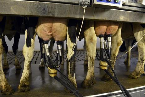Intervention : Bruxelles n’arrive pas à vendre sa poudre de lait | Lait de Normandie... et d'ailleurs | Scoop.it