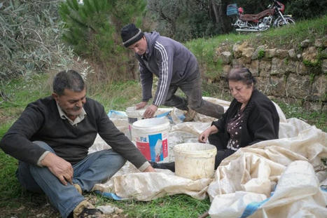 LEBANON : Crisis turns rural Lebanese toward traditional olive oil soapmaking | CIHEAM Press Review | Scoop.it