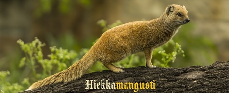 Hiekkamangusti | 1Uutiset - Lukemisen tähden | Scoop.it