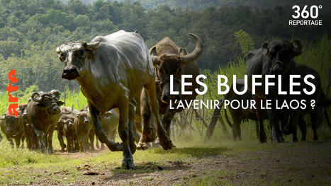 Les buffles, l’avenir pour le Laos ? | Lait de Normandie... et d'ailleurs | Scoop.it