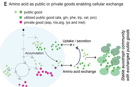 Quantitative, temporal dynamics of the cellular amino acid economy reveals public vs private goods and enables syntrophic yeast community design | Brveco | RMH | Scoop.it