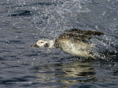 Water Landings at 1600 mm | Mirrorless Cameras | Scoop.it