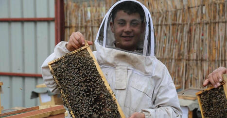 In EGYPT’s ‘Capital of Beekeeping,’ Bees Build Livelihoods as They Lose Theirs | CIHEAM Press Review | Scoop.it
