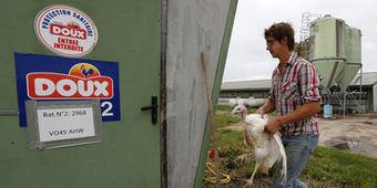 La bataille mondiale du poulet, fatale au principal producteur européen | Questions de développement ... | Scoop.it