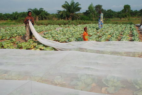 Du Kenya à l'assiette, le parcours pas si vert des haricots - Le Monde | Bien être,santé, vitalité, environnement | Scoop.it