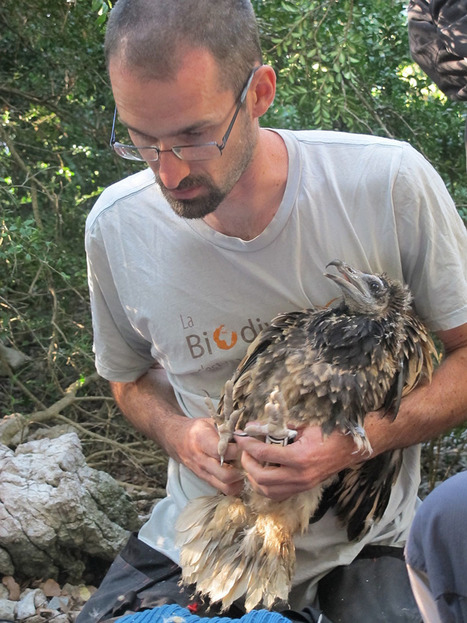 Suivi des populations et baguage de vautours percnoptères en Ardèche | Biodiversité | Scoop.it
