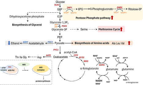 Metabolic and Synthetic Biology Strategies for Enhancing Single-Cell Protein Production in Saccharomyces cerevisiae | RMH | Scoop.it
