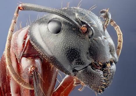 Impresionantes macro - fotografías de insectos | Bichos en Clase | Scoop.it