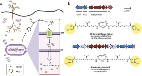 Recent advances in metallophore research uncover functions in quorum sensing, antimicrobial activity, and lanthanide acquisition | Cin | RMH | Scoop.it