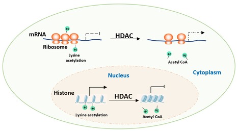 Fonction des histones désacétylases (HDAC) dans le contrôle de la traduction de protéines | Life Sciences Université Paris-Saclay | Scoop.it