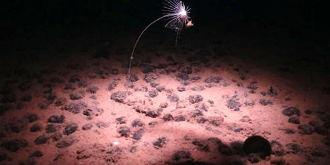 Canada's TMC to seek license next year to mine Pacific deep sea - RawStory.com | Agents of Behemoth | Scoop.it