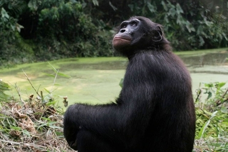 Wired to chill? Brains of peaceful apes differ from those of aggressive chimps. | Empathy and Animals | Scoop.it