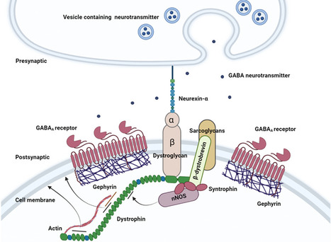 Neurobiologie de l’hyperréactivité au stress dans la myopathie de Duchenne | Life Sciences Université Paris-Saclay | Scoop.it