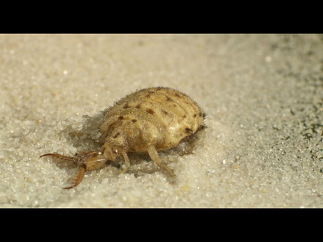 [Vidéo] La Larve de fourmilion, propagation d’ondes dans le sable | Variétés entomologiques | Scoop.it