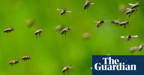 M&S doit faire face &agrave; des r&eacute;actions n&eacute;gatives concernant son projet de l&acirc;cher 30 millions d'abeilles domestiques | Vari&eacute;t&eacute;s entomologiques | Scoop.it