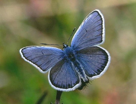 Fourmis, Papillons bleus et Guêpes Ichneumides Partie 1/2 - Strange Stuff And Funky Things | EntomoScience | Scoop.it