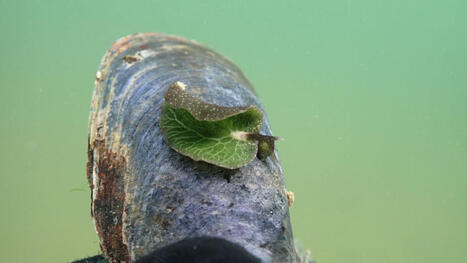 A Snorkeler in Nova Scotia Thought This Was a Leaf, but It Was Something Far Weirder | Soggy Science | Scoop.it