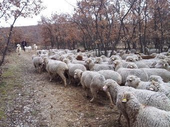 Drac&eacute;nie: &eacute;leveurs et &eacute;cologistes sur le terrain du loup | Pastoralisme Ours Loups Lynx | Scoop.it