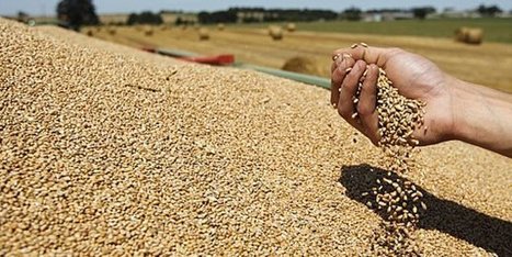 Rencontres franco-marocaines des céréales | Afrique Agriculture