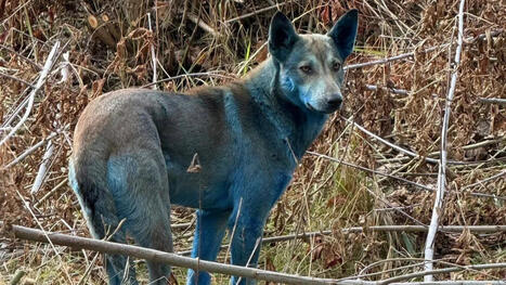 Mystère à Tchernobyl : des chiens bleus découverts dans la zone d'exclusion de la centrale intriguent les chercheurs | Non au Nucléaire | Scoop.it