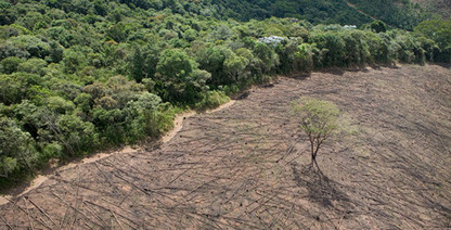 CLIMATE CHANGE: Creating Incentives to Stop Deforestation | The Nature Conservancy | BIODIVERSITY IS LIFE  – | Scoop.it