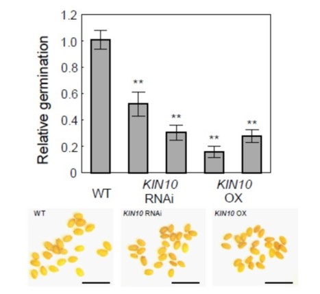 IN BRIEF: A Kinase- and Proteasome-Mediated Link Between Lipid Biosynthesis and Energy Homeostasis | The Plant Cell | Scoop.it